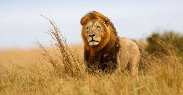 Incredible facts about the animals Picture 7