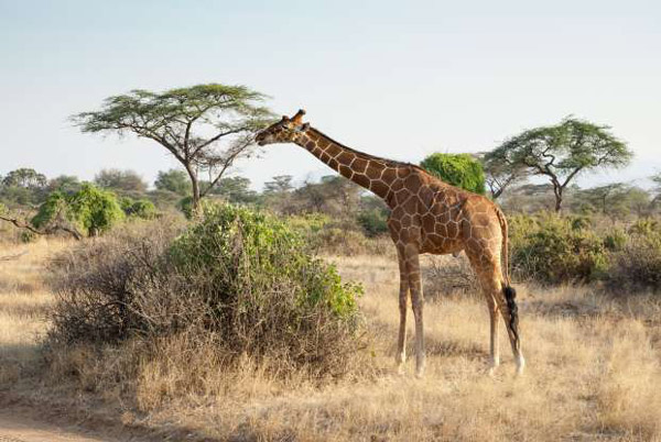 Incredible facts about the animals Picture 9