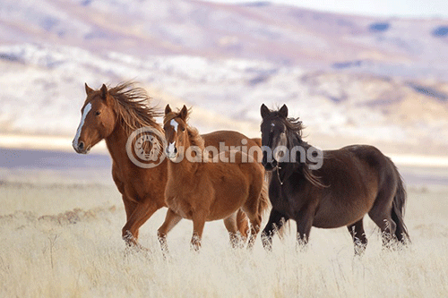 Instructions for using MacPhun Luminar for beginners Picture 18