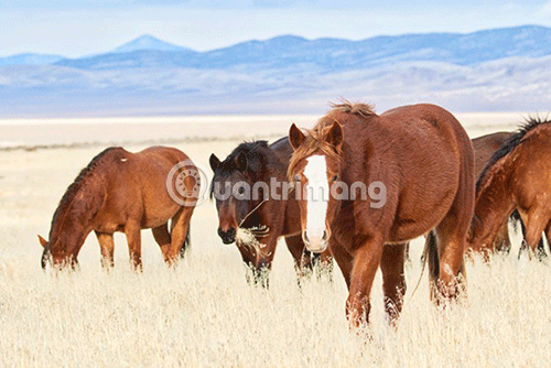 Instructions for using MacPhun Luminar for beginners Picture 20