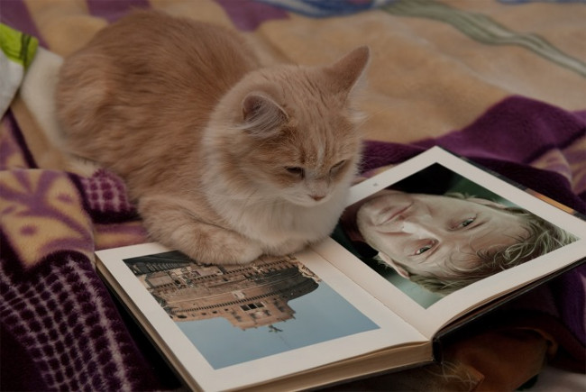 Instructions for using Photofunia application to create funny photos Picture 12