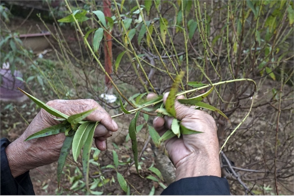 Instructions on how to replant peaches after Tet Picture 3