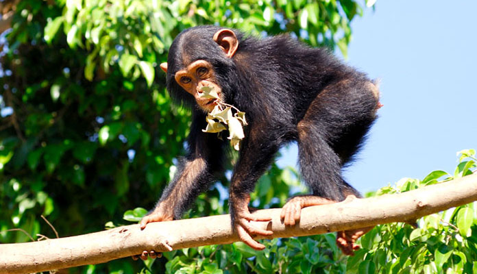 Interesting discovery: Human brain is more flexible than chimp brain Picture 1