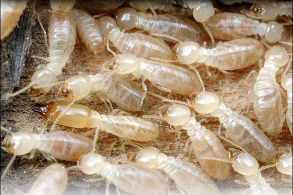 Interesting facts about deflection sure you haven't heard before Picture 6