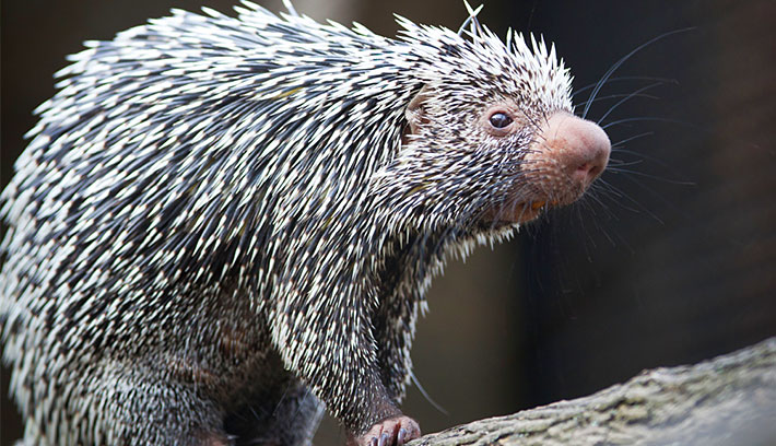 Interesting things about hedgehogs may not be known Picture 3