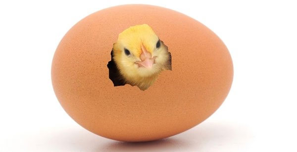 Interesting things about the eggs of animals Picture 2