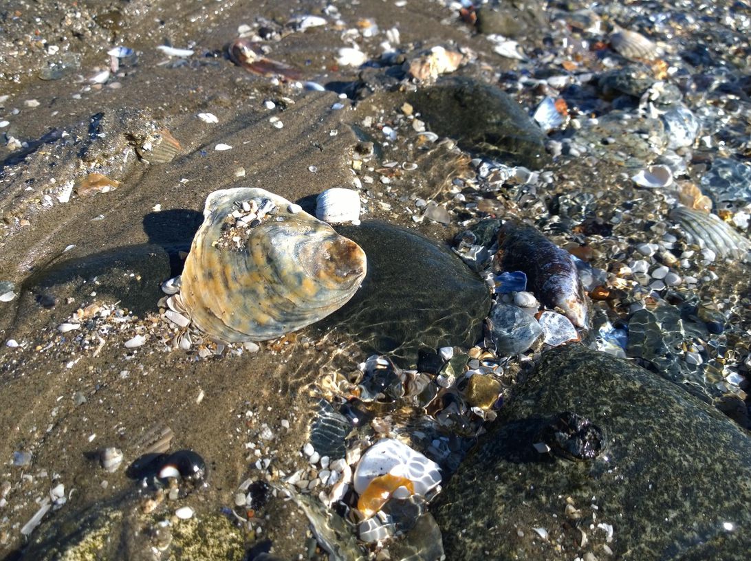 iPhone 11 Pro has an unlikely rival in this 7-year-old phone Picture 18