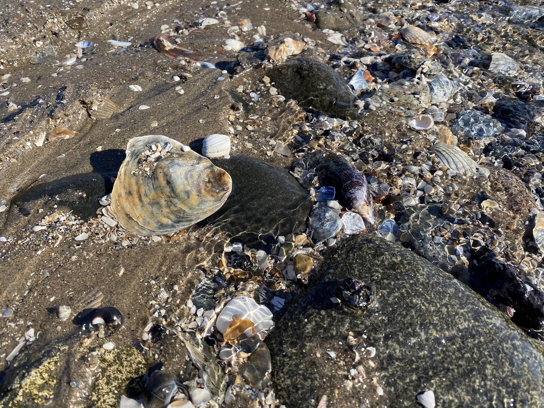 iPhone 11 Pro has an unlikely rival in this 7-year-old phone Picture 20