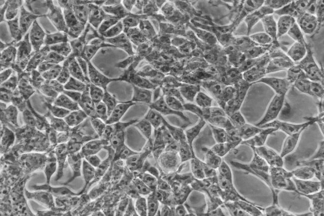 Is it possible that someday cells in your body can connect to your smartphone? Picture 2