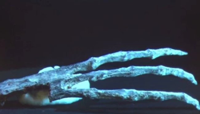 Is the 'alien skeleton' found in Peru true? Picture 5