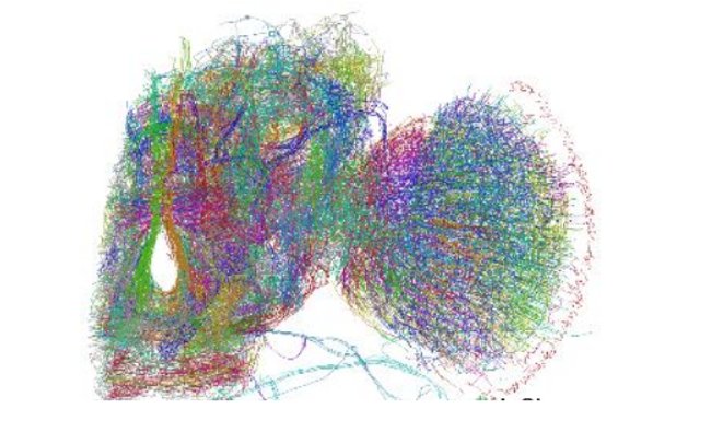 It took 1700 hours to describe the brain of 'fruit flies' in 3D Picture 1