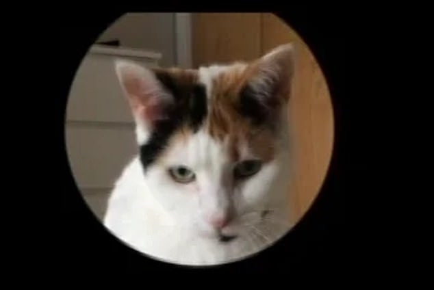 It turns out cats also have facial expressions, but not all of us can recognize Picture 2