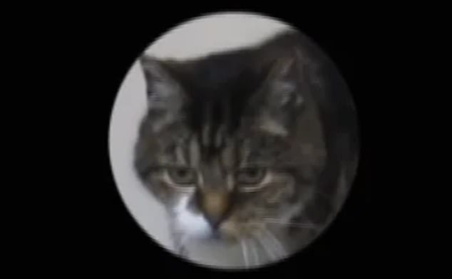 It turns out cats also have facial expressions, but not all of us can recognize Picture 4