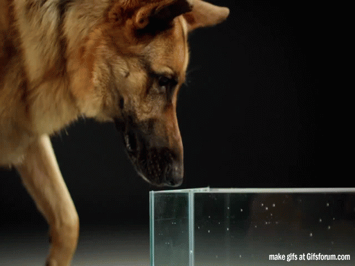 It turns out this is how dogs and cats control tongues to drink water Picture 3