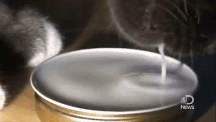 It turns out this is how dogs and cats control tongues to drink water Picture 4