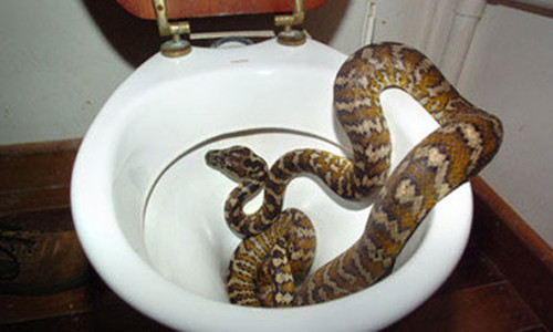 a toilet snake