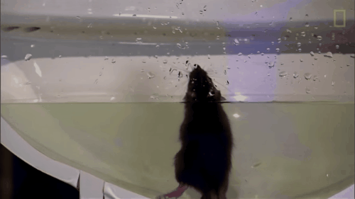 It turns out this is the reason people often catch snakes in the toilet Picture 2