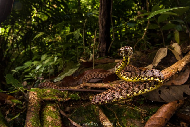 Jade snake snake - Beauty queen snake in Vietnam - TipsMake.com