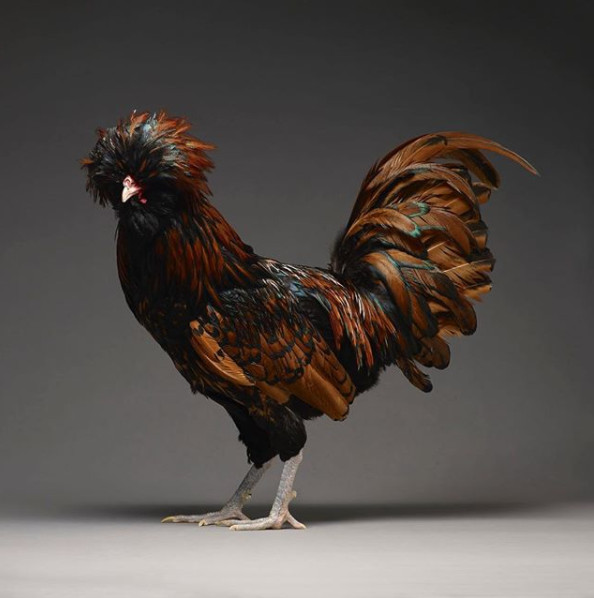 Just a chicken but a good camera, a good photographer is still beautiful Picture 10