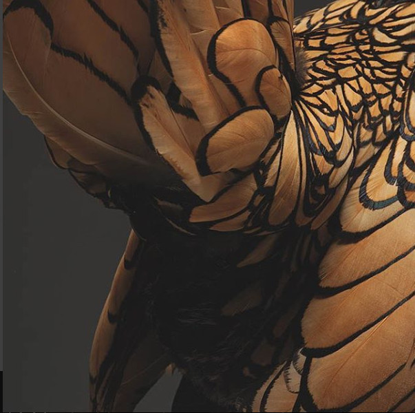 Just a chicken but a good camera, a good photographer is still beautiful Picture 14