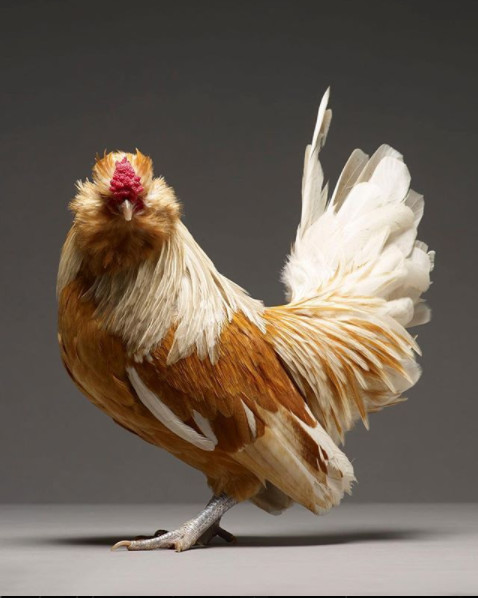 Just a chicken but a good camera, a good photographer is still beautiful Picture 20