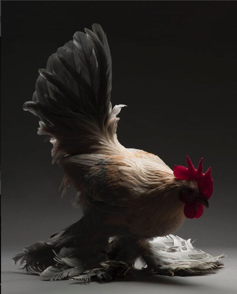 Just a chicken but a good camera, a good photographer is still beautiful Picture 21