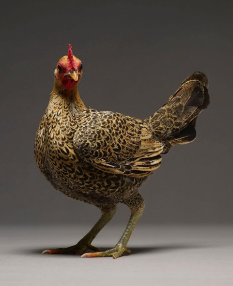 Just a chicken but a good camera, a good photographer is still beautiful Picture 29