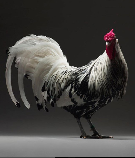 Just a chicken but a good camera, a good photographer is still beautiful Picture 30