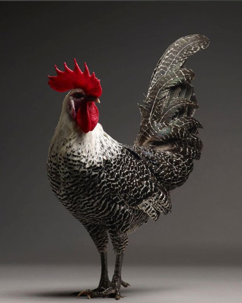 Just a chicken but a good camera, a good photographer is still beautiful Picture 31