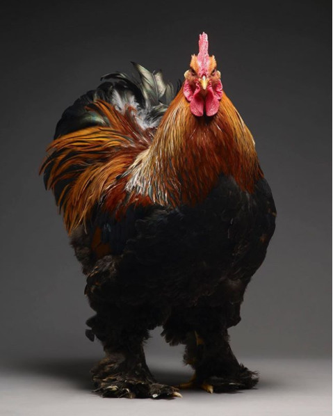 Just a chicken but a good camera, a good photographer is still beautiful Picture 32