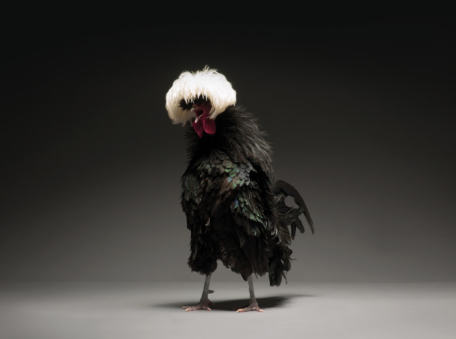 Just a chicken but a good camera, a good photographer is still beautiful Picture 4