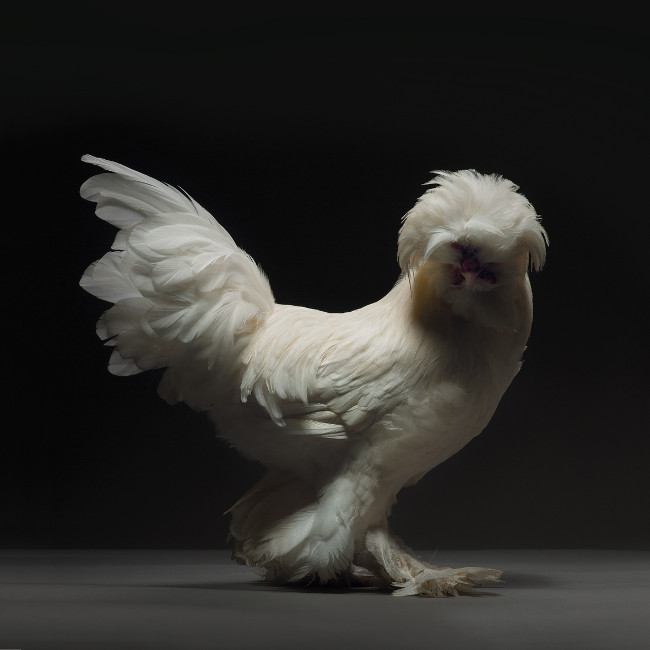 Just a chicken but a good camera, a good photographer is still beautiful Picture 5