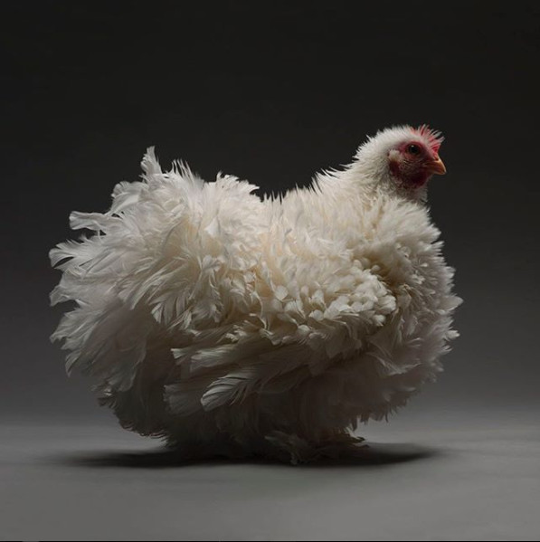 Just a chicken but a good camera, a good photographer is still beautiful Picture 7