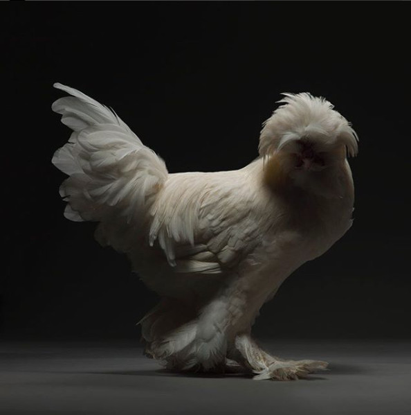 Just a chicken but a good camera, a good photographer is still beautiful Picture 9