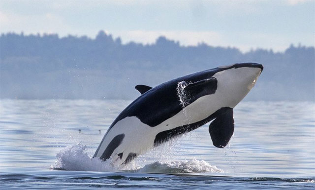 Killer whales and 5 incredible facts about them - TipsMake.com