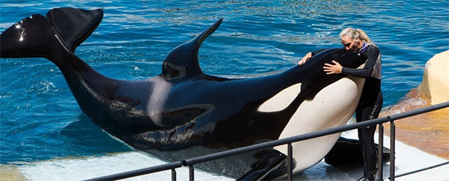 Killer whales and 5 incredible facts about them Picture 2