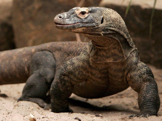 Komodo dragon blood helps fight antibiotic resistant bacteria Picture 1