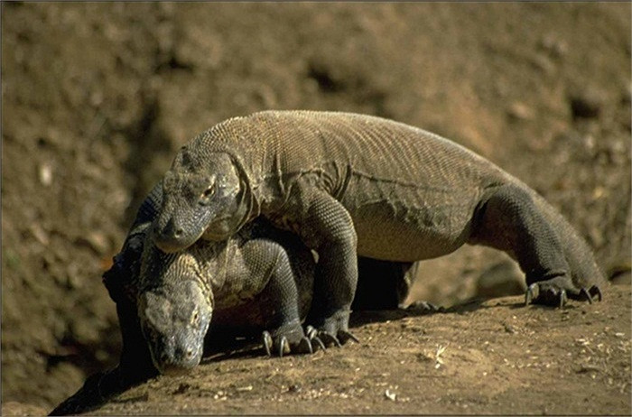 Komodo dragon blood helps fight antibiotic resistant bacteria Picture 3