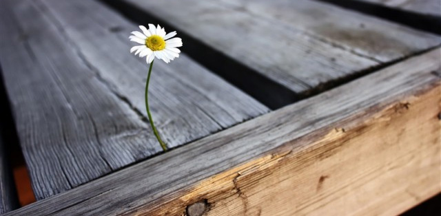 Laziness is like a poison apple, the medicine slowly loses its thinking and limbs becomes useless: don't fix it, don't 'dream big'! Picture 3