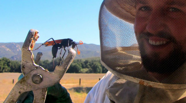 Let Justin Schmidt try to feel the pain of being caught by insects with the 'strongest sting in the world' Picture 1