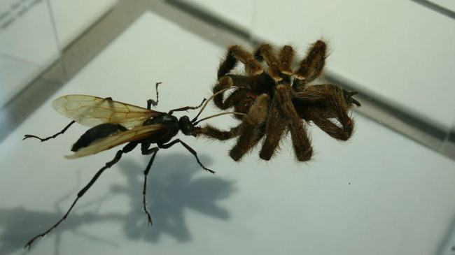 Let Justin Schmidt try to feel the pain of being caught by insects with the 'strongest sting in the world' Picture 2