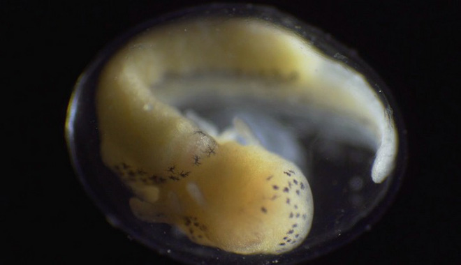 Life is amazing: The process of transforming from a living cell to a perfect living organism in just 6 minutes Picture 7