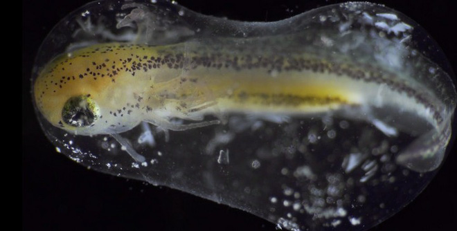 Life is amazing: The process of transforming from a living cell to a perfect living organism in just 6 minutes Picture 8