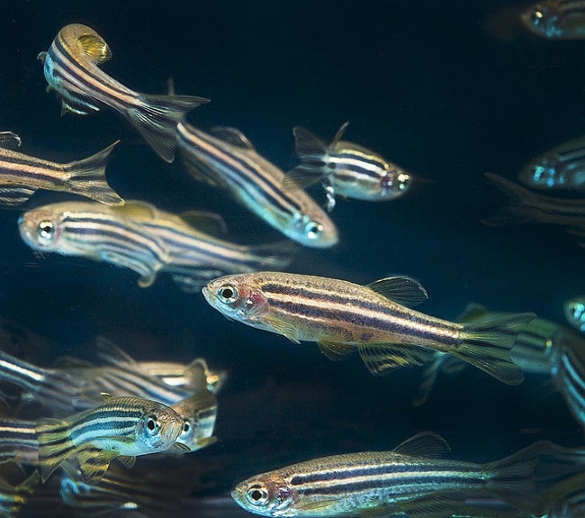 Like humans, fish also have arthritis? Picture 1