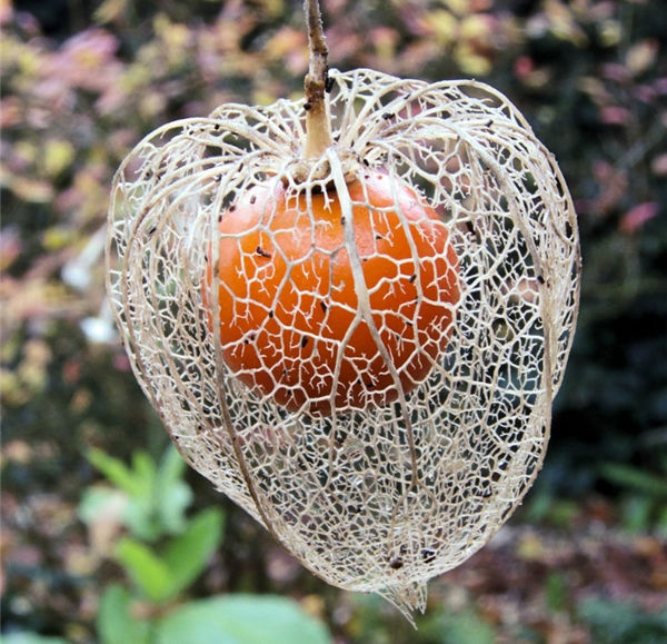 List of 10 most rare and delicious voted fruits in the world Picture 3