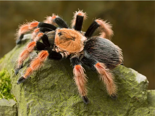 List of 24 endangered animals in the last 10 years Picture 10