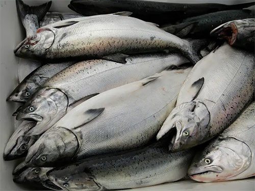 List of 24 endangered animals in the last 10 years Picture 11