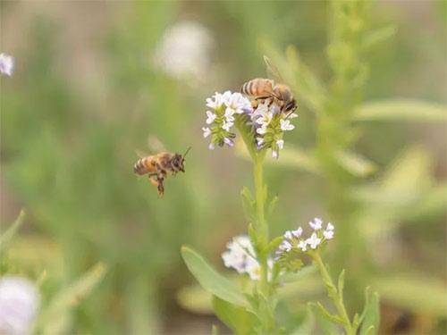 List of 24 endangered animals in the last 10 years Picture 12