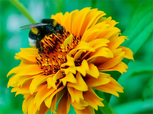 List of 24 endangered animals in the last 10 years Picture 13