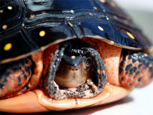 List of 24 endangered animals in the last 10 years Picture 14